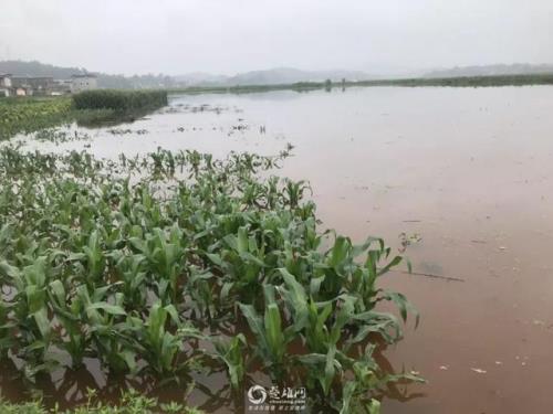 雨水淹庄稼的诗句
