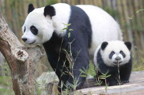 熊猫长大后为什么不爱运动