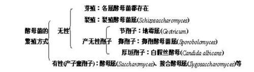 酵母菌生长条件