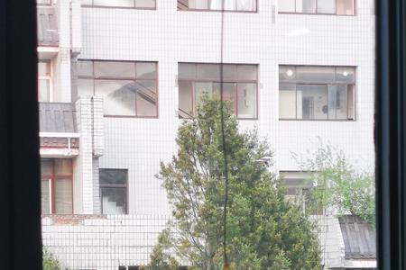 窗前的树表达了什么情感