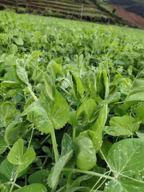 四川豌豆尖广东能种吗