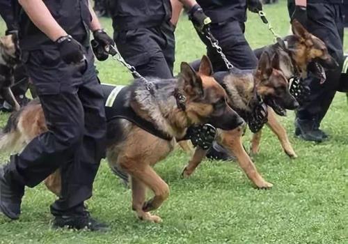 偷警犬是什么罪