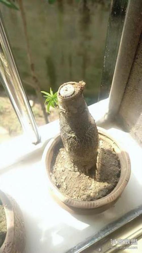 发财树割了几个口子就是不发芽