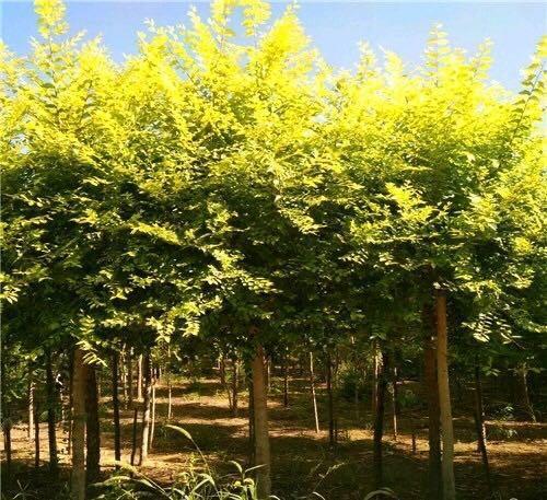金叶榆栽屋后什么位置好
