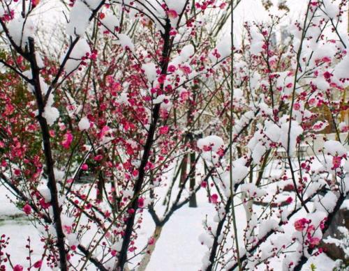 雪映梅花添秀色下联