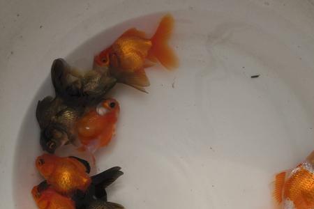 泰狮母鱼一年产几次卵