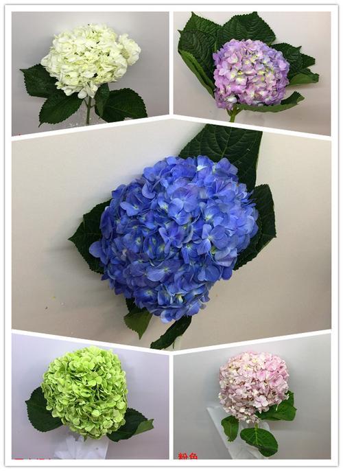 婚礼花束绣球耐寒么