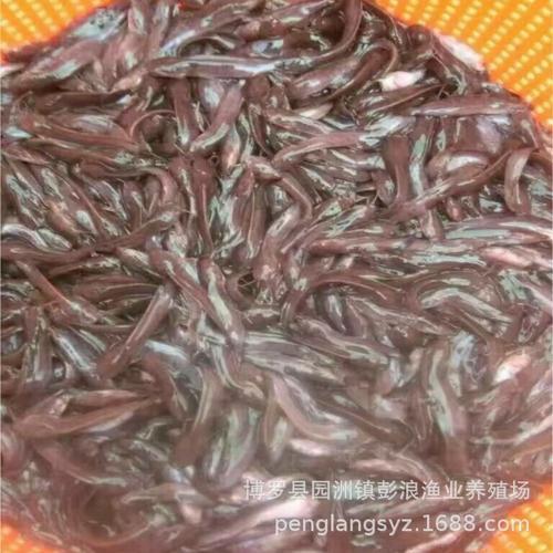 塘角鱼用什么饲料喂养