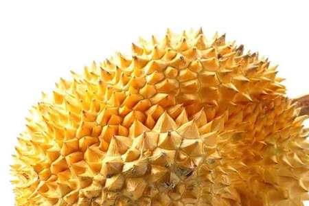 金枕榴莲出果率