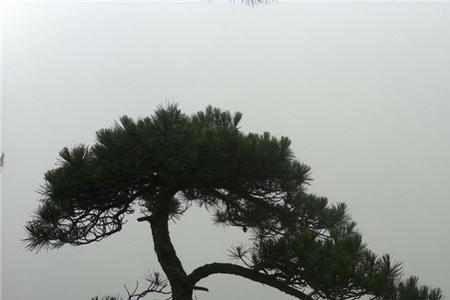 黄山松生长缓慢的原因