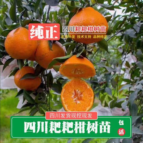 春见耙耙柑修剪技术