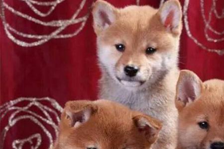 柴犬血统都有哪些