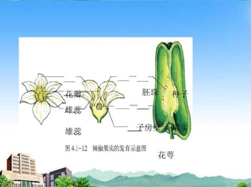 一朵花的子房里有几个胚珠