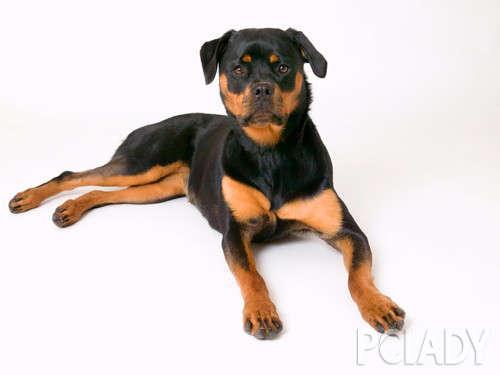 杜宾犬绑耳几天换一次