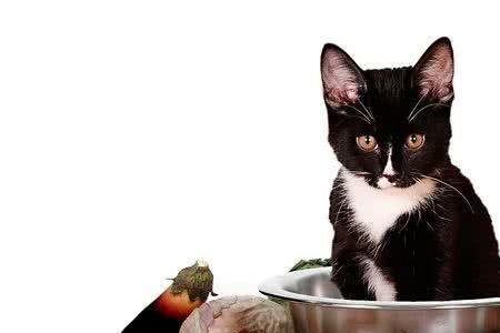 猫咪能爱吃红三鱼吗