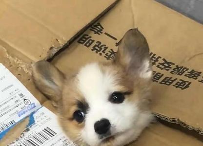 寄宠物用什么快递