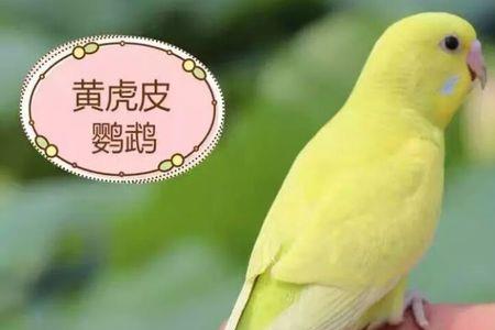 小太阳公母哪个好