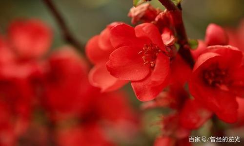 海棠的传粉方式是自花还是异花