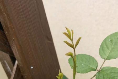 月季花叶子怎么钩