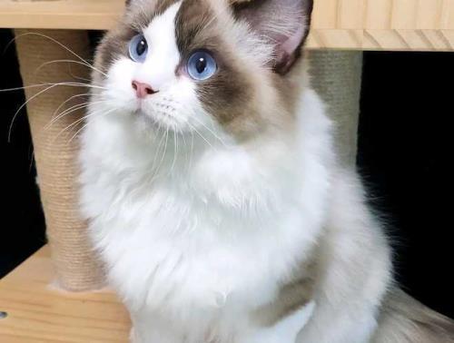 白尾尖布偶可以繁殖吗