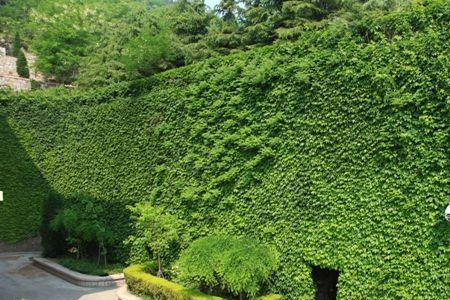 爬山虎会移动吗