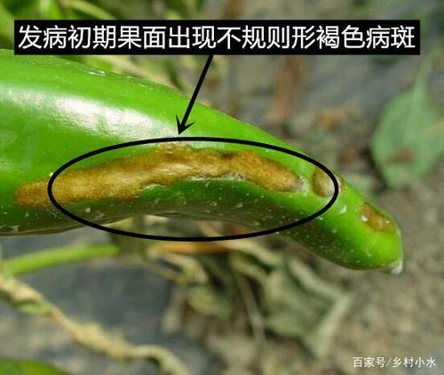 辣椒叶子被虫子吃光看不见虫子