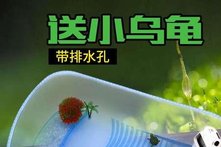 乌龟排缸用什么胶