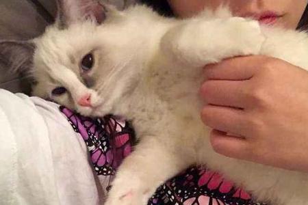 为什么母猫生产后不粘人