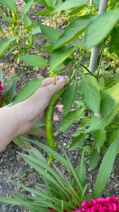 立秋了辣椒开花还结辣椒吗