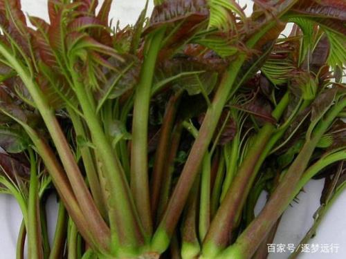 8月份可以给香椿树抹头吗