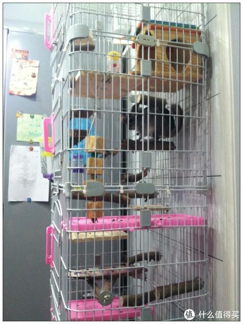 龙猫在笼子里会孤单吗