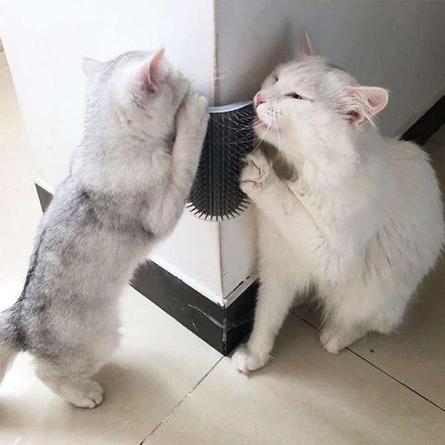 猫咪到处蹭是不是撒娇