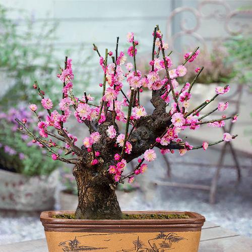 腊梅花盆景养殖方法