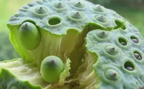 古代的种子来源