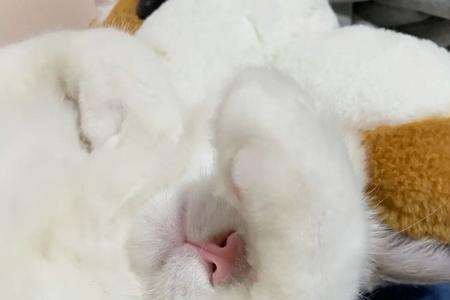 母猫肚子咕噜咕噜的声音