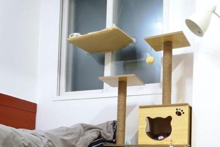 大猫需要用猫柜吗