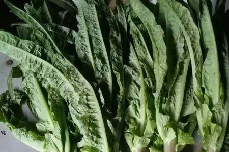 莴笋可以重茬种植吗