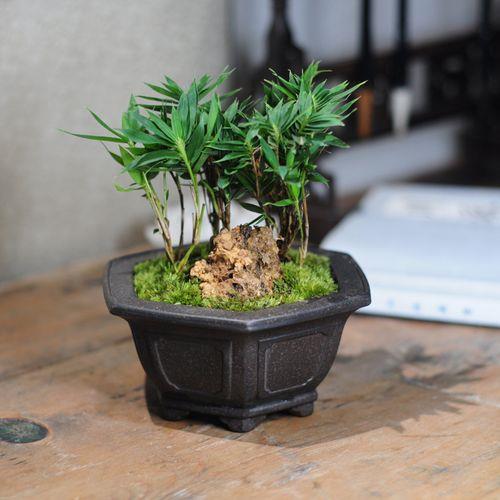 盆栽竹子干叶夏季修剪