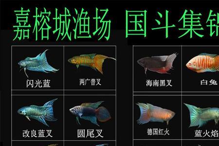 20cm的鱼缸能养多少国斗