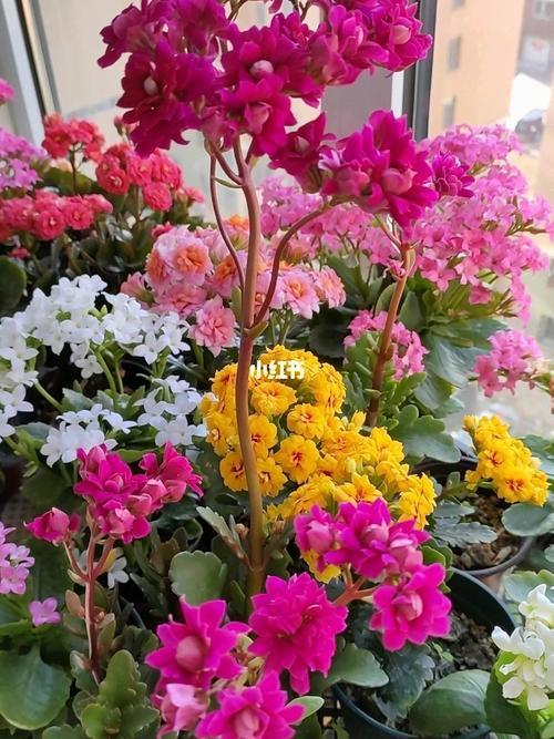 拍自己养的花怎么写标题