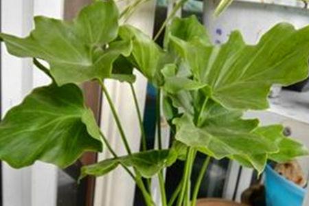 绿植春羽为什么茎会烂