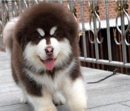 阿拉斯加幼犬买回家要笼养多久
