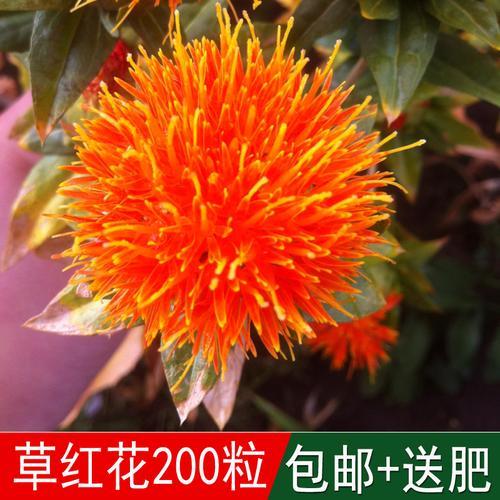璃花子种子怎么种