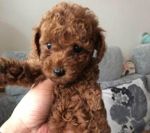 泰迪犬的品相怎么看