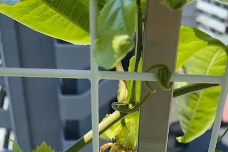 百香果盆栽结果怎样留枝