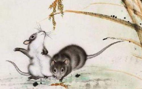 老鼠夜间是成群出还是独来独往