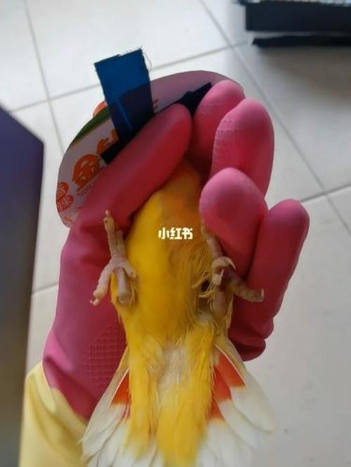 牡丹鹦鹉刀胸解决办法