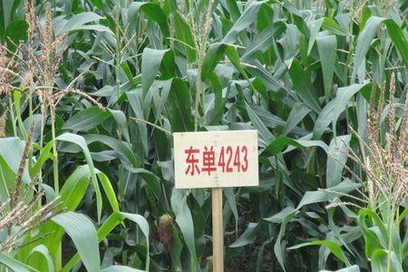 惠育318玉米种积温是多少