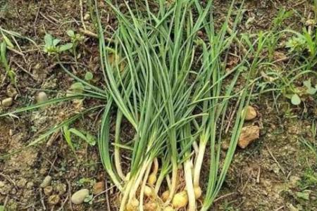 野葱是保护植物吗