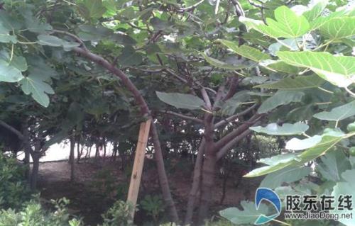 在楼下栽无花果树好不好